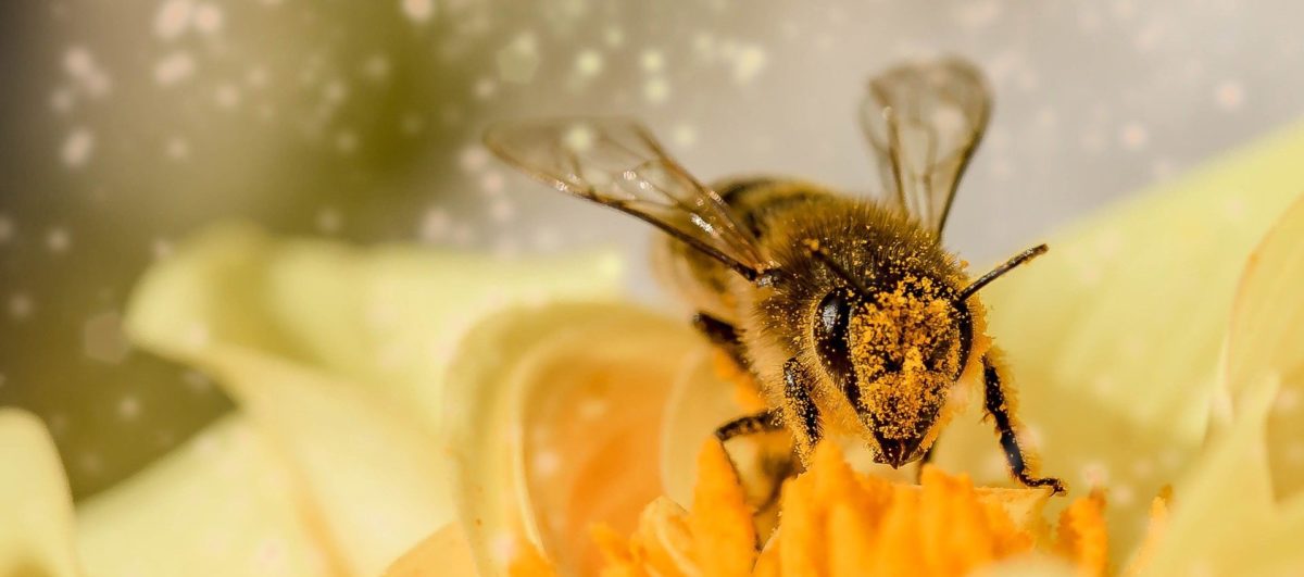 ecologie animale abeille