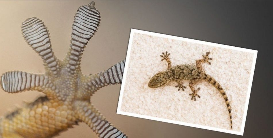 pieds gecko